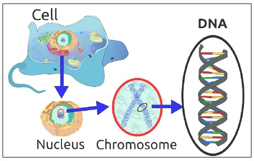 Human DNA